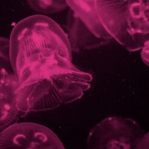 Meet your Posher, Nana